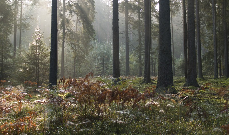 BIAŁOWIEŻA - 1 dzień