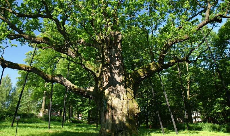 GÓRY ŚWIĘTOKRZYSKIE - 4 DNI