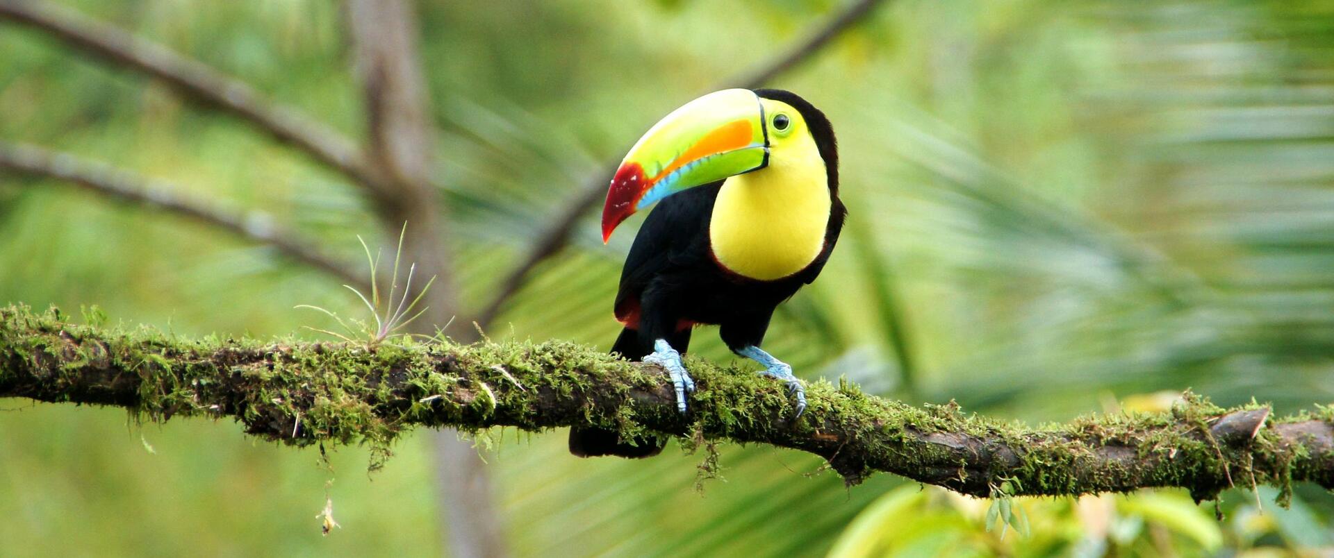 PANAMA  (+wyspy Bocas del Toro) – KOSTARYKA