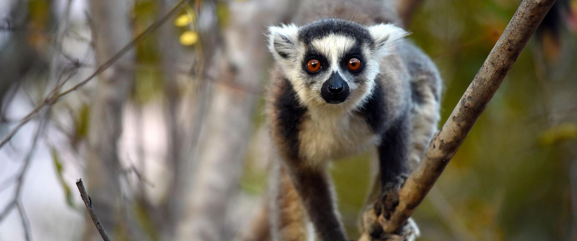 MADAGASKAR