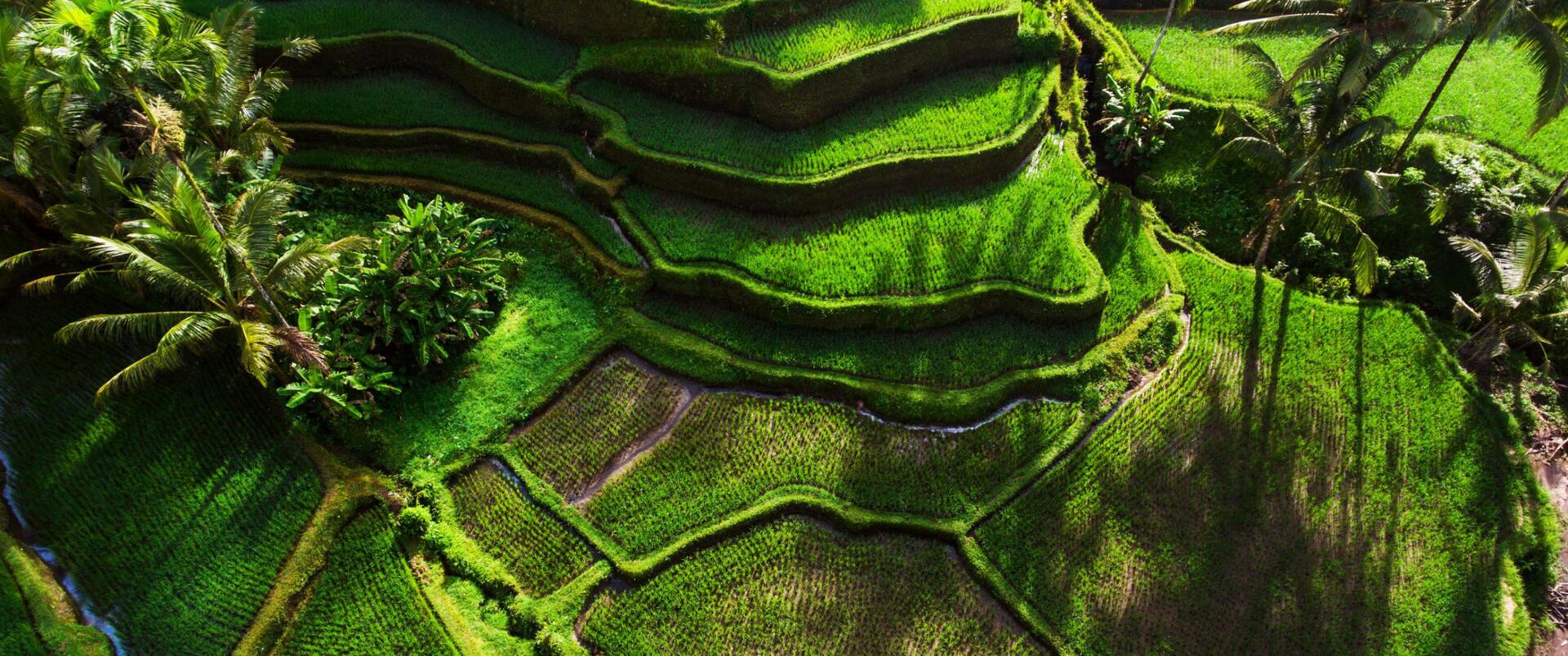 INDONEZJA (Jawa - Lombok – Sulawesi – Flores – Rinca – Komodo – Bali)