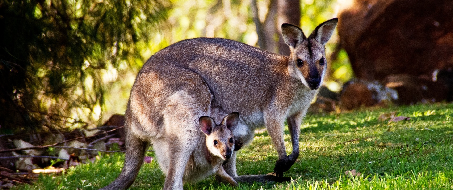 AUSTRALIA - NOWA ZELANDIA (wyspy Północna i Południowa)