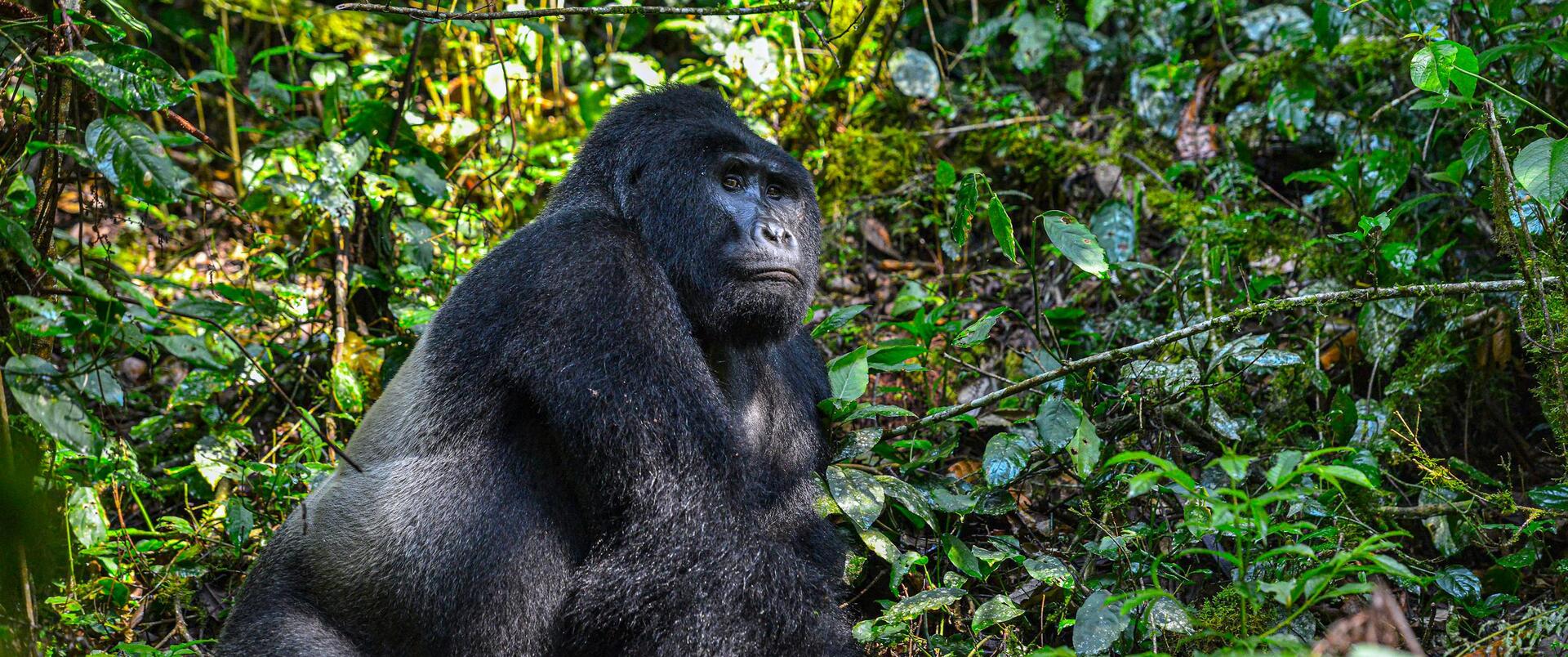 RWANDA-UGANDA