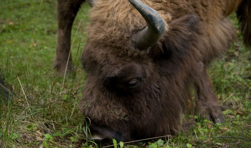 BIAŁOWIEŻA - 1 dzień