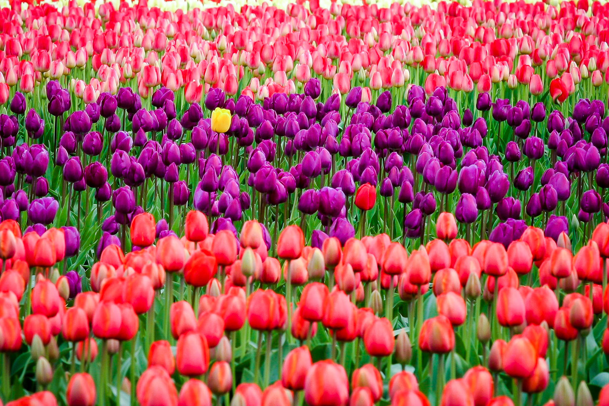Amsterdam i tulipany z noclegiem