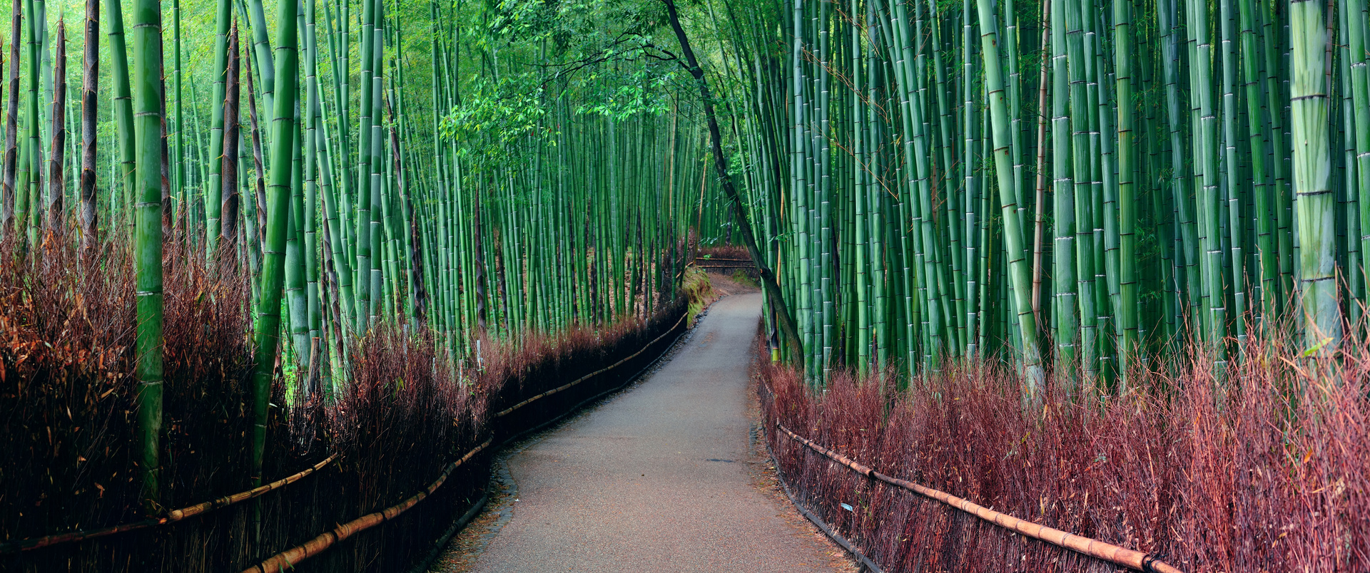 JAPONIA dla koneserów