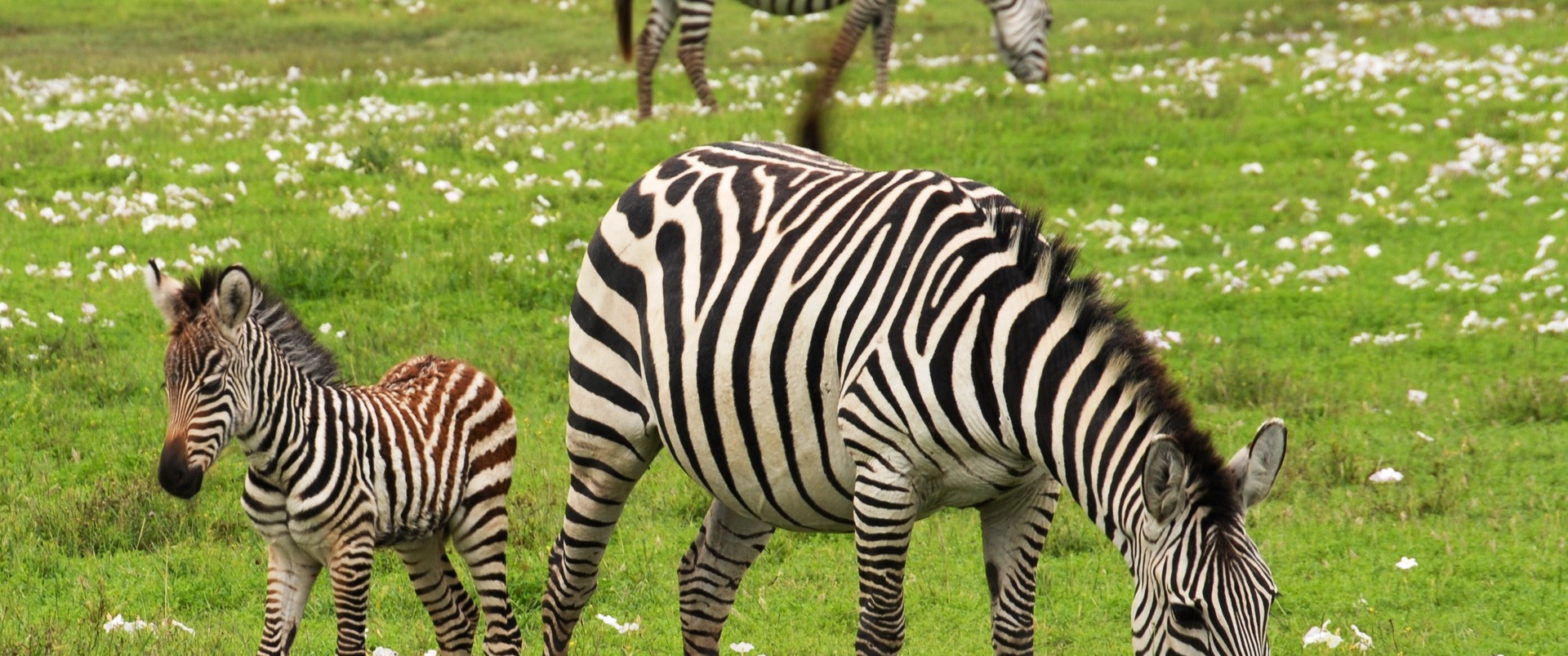 TANZANIA  - WIELKIE MIGRACJE (+ wyspa Pemba) dla koneserów