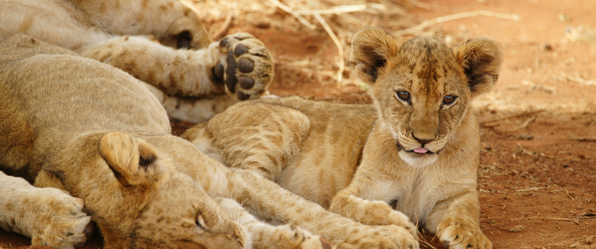 KENIA - TANZANIA (+ Wyspa Zanzibar)