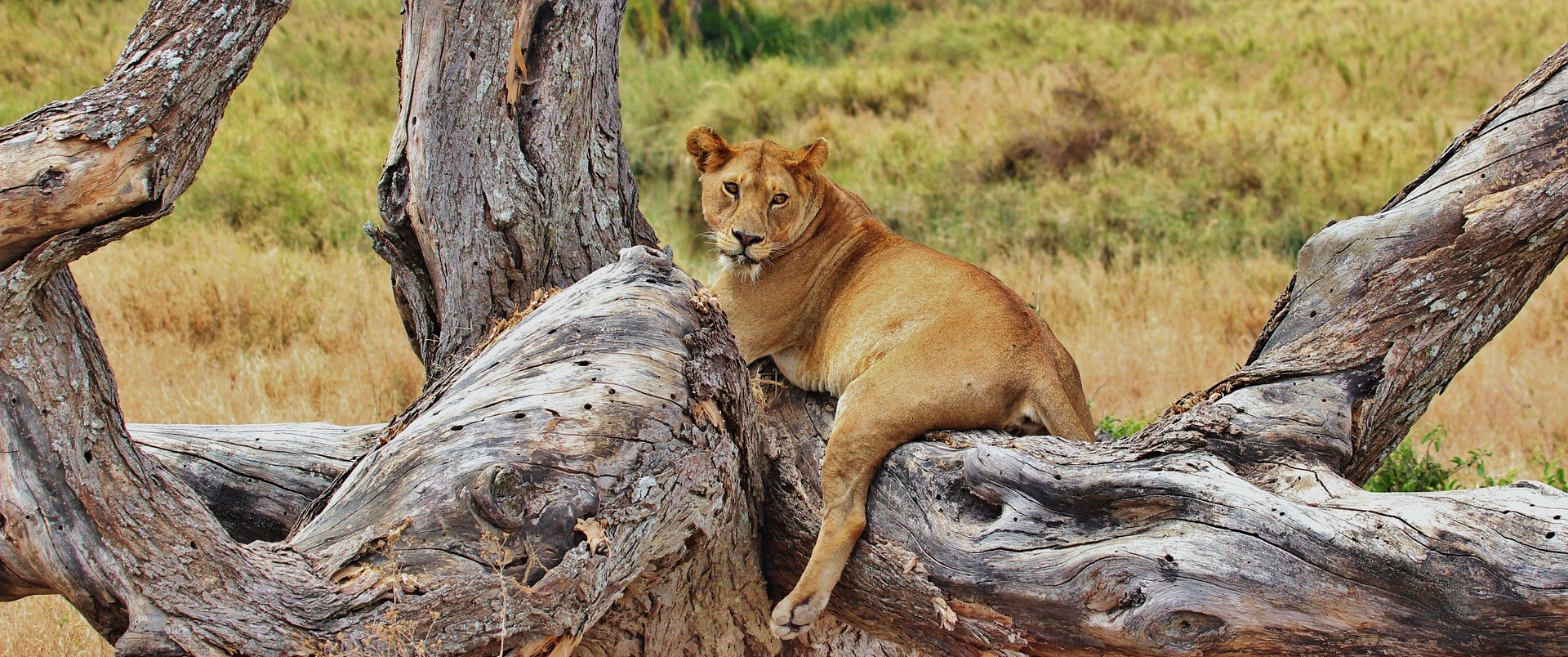 TANZANIA  - WIELKIE MIGRACJE (+ wyspa Pemba) dla koneserów