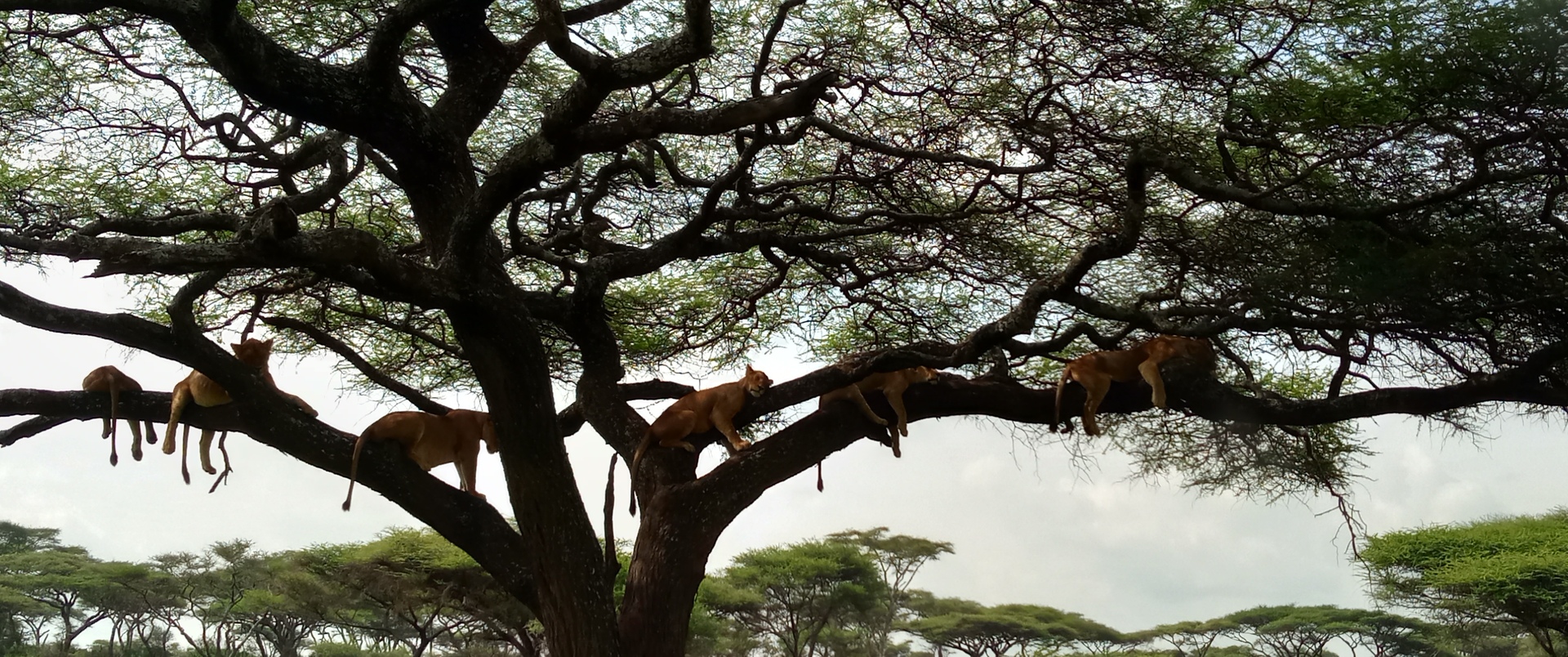 TANZANIA  - WIELKIE MIGRACJE (+ wyspa Pemba) dla koneserów