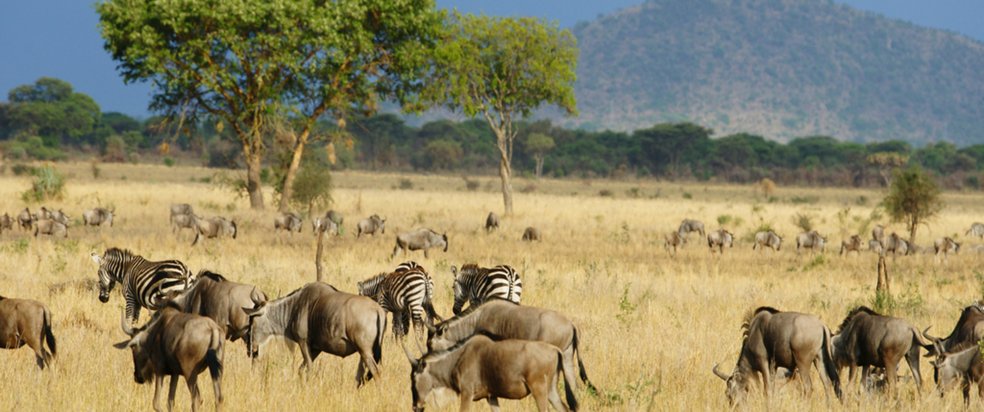 KENIA - TANZANIA (+ Wyspa Zanzibar)