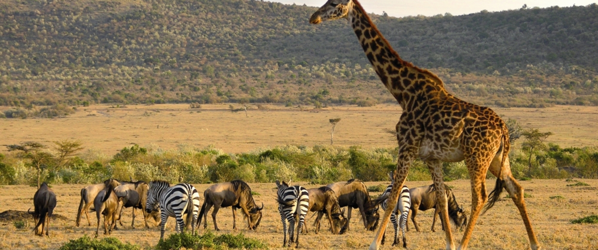 RPA - ZIMBABWE (+ opcja Botswana)