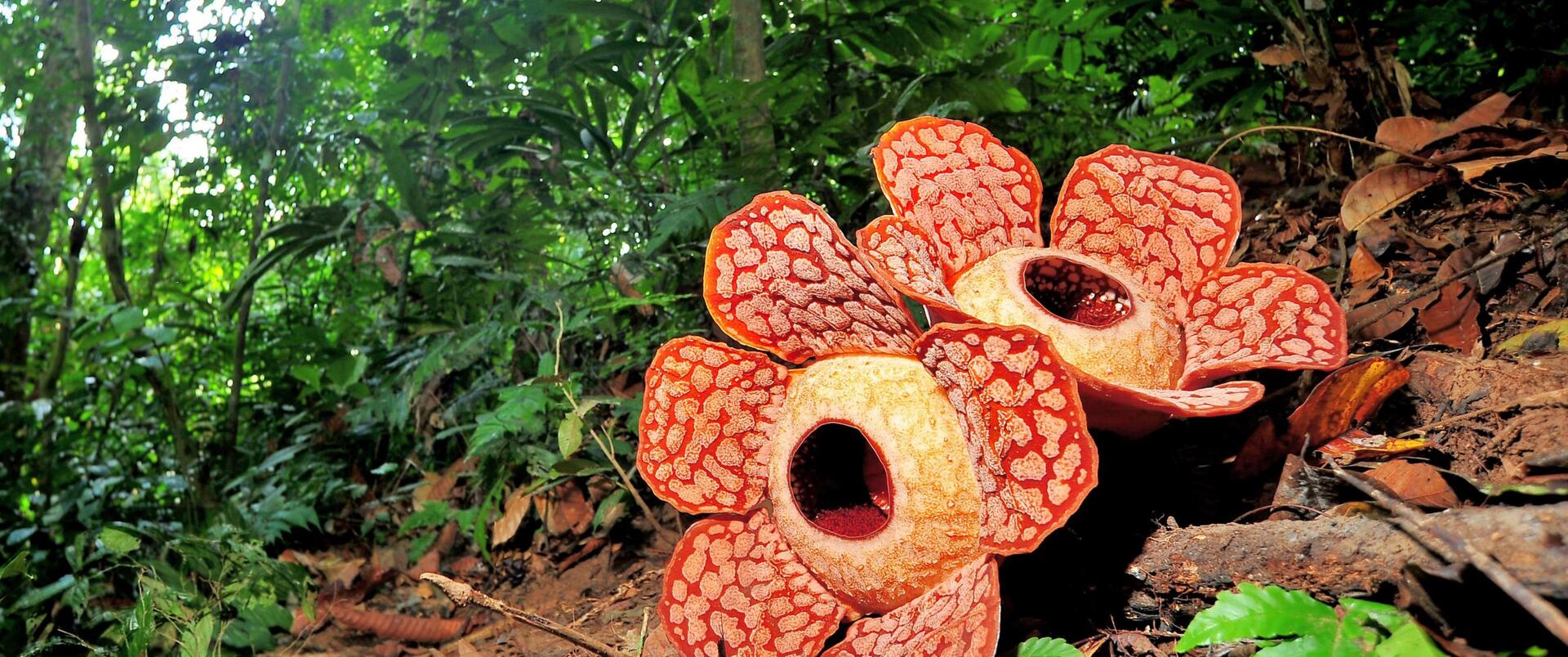 MALEZJA (Borneo-Sabah i Sarawak)-SINGAPUR