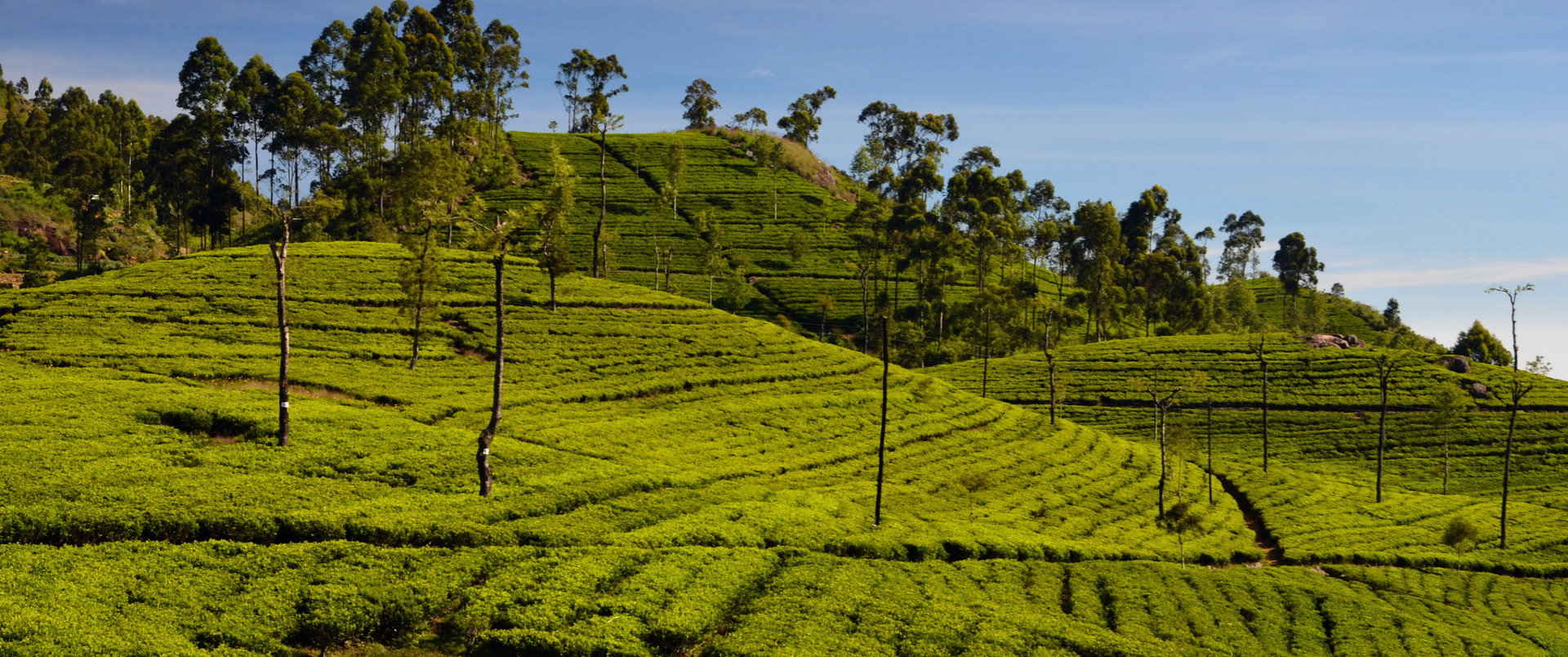 SRI LANKA (+ podróż pociągiem do Ella)